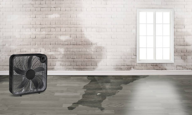 Best Mold removal after water damage  in Vonore, TN